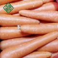Prix ​​à la ferme de la ferme de la carotte prix frais ferme carotte